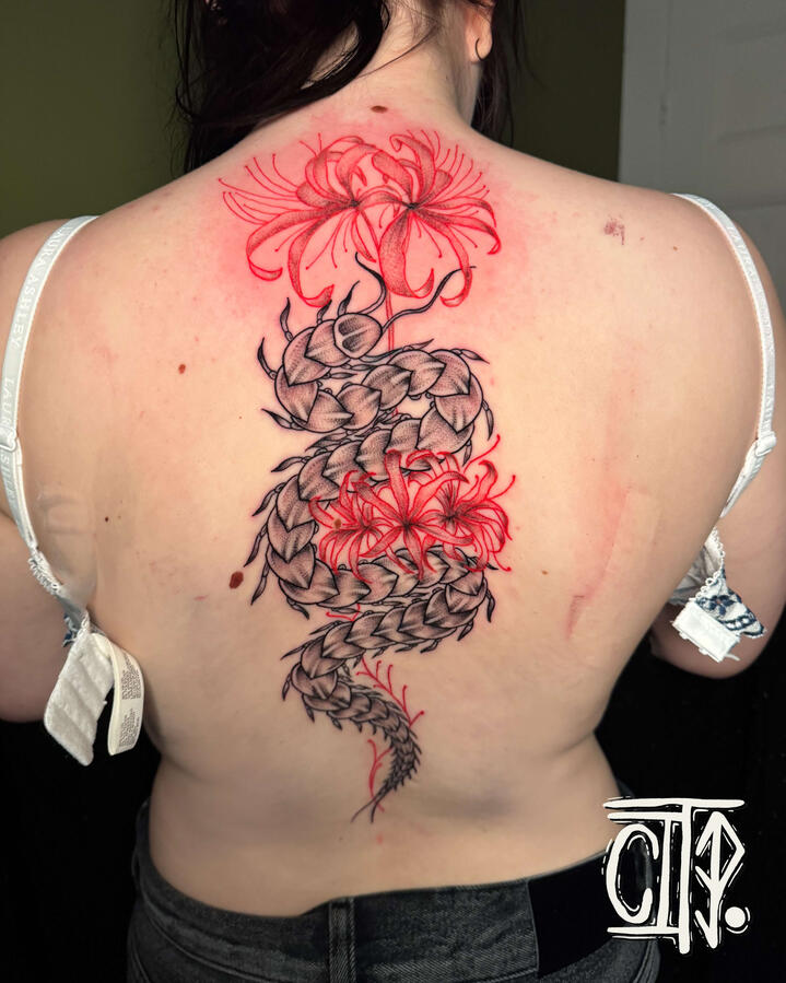 Black and Red Back Black and Red Back